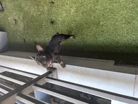Pup 2 , a female French Bulldog for sale in Columbus, OH – 3 of 5