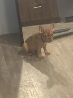 Pup 1, a male French Bulldog for sale in Columbus, OH – 2 of 4