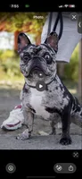 Pup 2 , a female French Bulldog for sale in Columbus, OH – 5 of 5