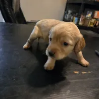 Billy, a male Cavapoo for sale in Lockbourne, OH – 3 of 4