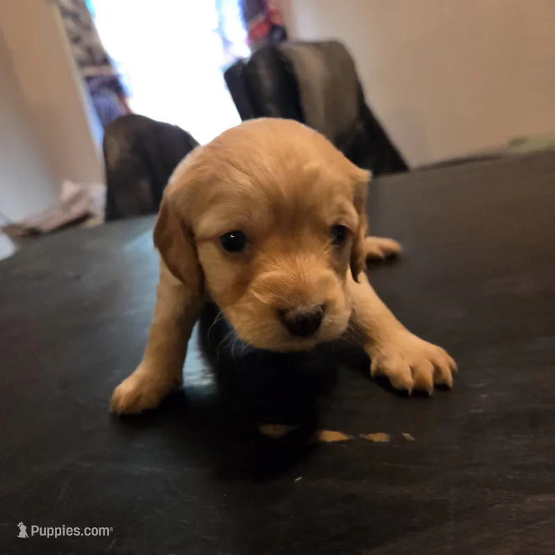 Billy – Cavapoo puppy for sale in Lockbourne, OH