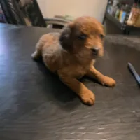 Izzie, a female Cavapoo for sale in Lockbourne, OH – 3 of 3