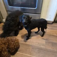 Remus, a male Cavapoo for sale in Lockbourne, OH – Photo 3 of 3