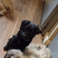 Remus, a male Cavapoo for sale in Lockbourne, OH – Photo 2 of 3