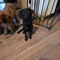 Remus, a male Cavapoo for sale in Lockbourne, OH – Photo 1 of 3