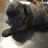 Annabelle, a female Cavapoo for sale in Lockbourne, OH – 3 of 5