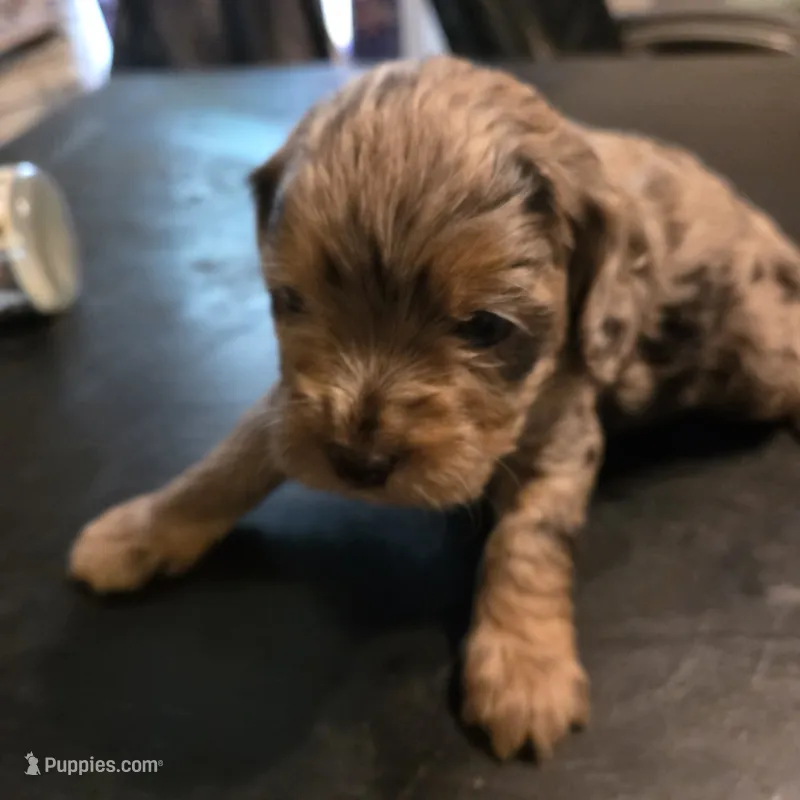 Sissy – Cavapoo puppy for sale in Lockbourne, OH