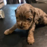Sissy, a female Cavapoo for sale in Lockbourne, OH – 1 of 5