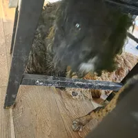 Romulus, a male Cavapoo for sale in Lockbourne, OH – Photo 1 of 2