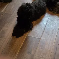 Romulus, a male Cavapoo for sale in Lockbourne, OH – Photo 2 of 2