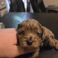 Sissy, a female Cavapoo for sale in Lockbourne, OH – 2 of 5