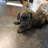 Annabelle, a female Cavapoo for sale in Lockbourne, OH – 2 of 5