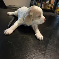 Sophia , a female Cavapoo for sale in Lockbourne, OH – 2 of 3