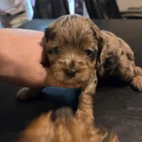 Sissy, a female Cavapoo for sale in Lockbourne, OH – 3 of 5