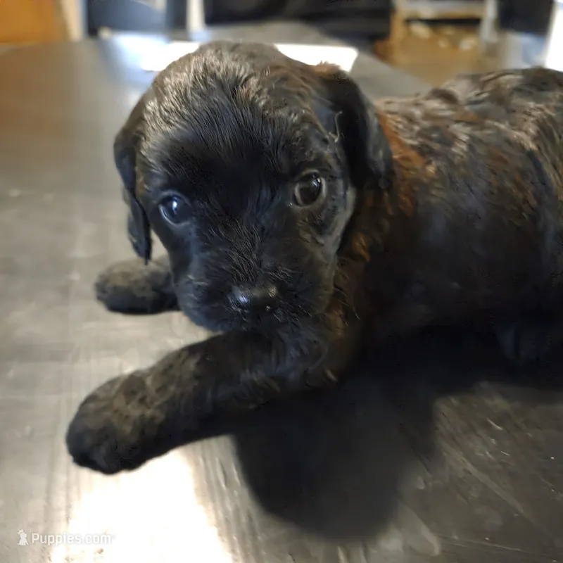 Annabelle – Cavapoo puppy for sale in Lockbourne, OH