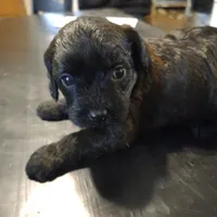 Annabelle, a female Cavapoo for sale in Lockbourne, OH – 1 of 5