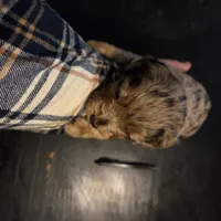 Sissy, a female Cavapoo for sale in Lockbourne, OH – 4 of 5