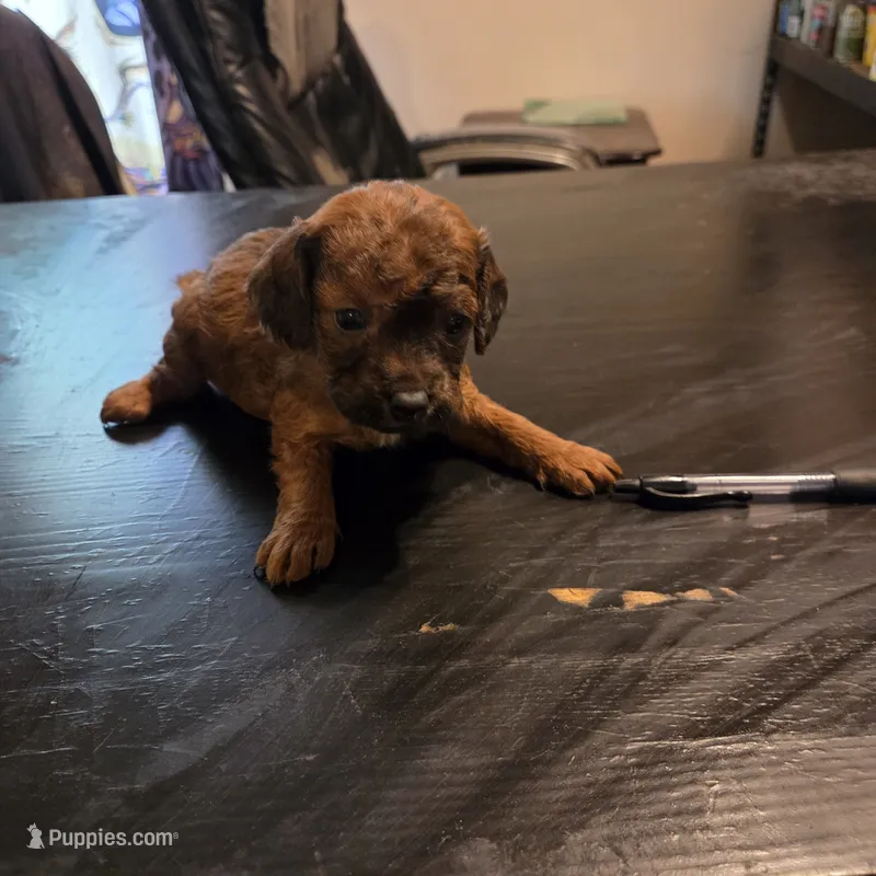 Dexter – Cavapoo puppy for sale in Lockbourne, OH