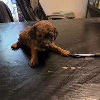 Dexter, a male Cavapoo for sale in Lockbourne, OH – 1 of 3