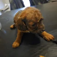 Dexter, a male Cavapoo for sale in Lockbourne, OH – 2 of 3