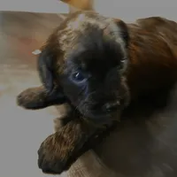 Annabelle, a female Cavapoo for sale in Lockbourne, OH – 4 of 5