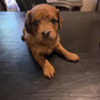 Izzie, a female Cavapoo for sale in Lockbourne, OH – 1 of 3