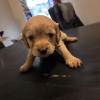 Billy, a male Cavapoo for sale in Lockbourne, OH – 2 of 4