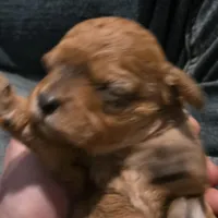 Dexter, a male Cavapoo for sale in Lockbourne, OH – Photo 1 of 4