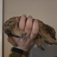 Dexter, a male Cavapoo for sale in Lockbourne, OH – Photo 3 of 4