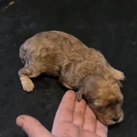 Dexter, a male Cavapoo for sale in Lockbourne, OH – Photo 4 of 4