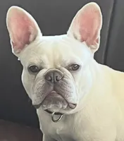 ❤️AKC Brie❤️- SOLD, a female French Bulldog for sale in Summerville, SC – 8 of 9
