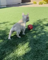 ❤️AKC Brie❤️- SOLD, a female French Bulldog for sale in Summerville, SC – 5 of 9