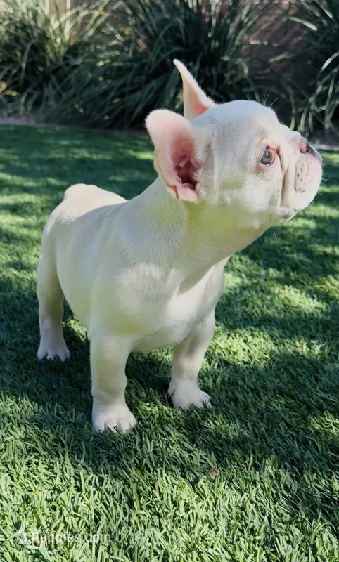❤️AKC Brie❤️- SOLD – French Bulldog puppy for sale in Summerville, SC
