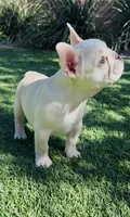 ❤️AKC Brie❤️- SOLD, a female French Bulldog for sale in Summerville, SC – 1 of 9