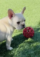 ❤️AKC Brie❤️- SOLD, a female French Bulldog for sale in Summerville, SC – 4 of 9