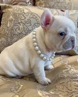 ❤️AKC Brie❤️- SOLD, a female French Bulldog for sale in Summerville, SC – 7 of 9