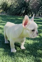 ❤️AKC Brie❤️- SOLD, a female French Bulldog for sale in Summerville, SC – 2 of 9