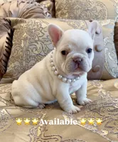 ❤️AKC Brie❤️- SOLD, a female French Bulldog for sale in Summerville, SC – 6 of 9