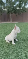 ❤️ Lumi ❤️- SOLD, a female French Bulldog for sale in Summerville, SC – 2 of 2