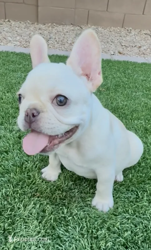 ❤️ Lumi ❤️- SOLD – French Bulldog puppy for sale in Summerville, SC