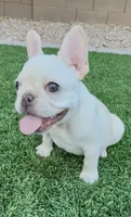❤️ Lumi ❤️- SOLD, a female French Bulldog for sale in Summerville, SC – 1 of 2