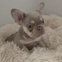❤️ Lilo ❤️, a female French Bulldog for sale in Summerville, SC – 2 of 2