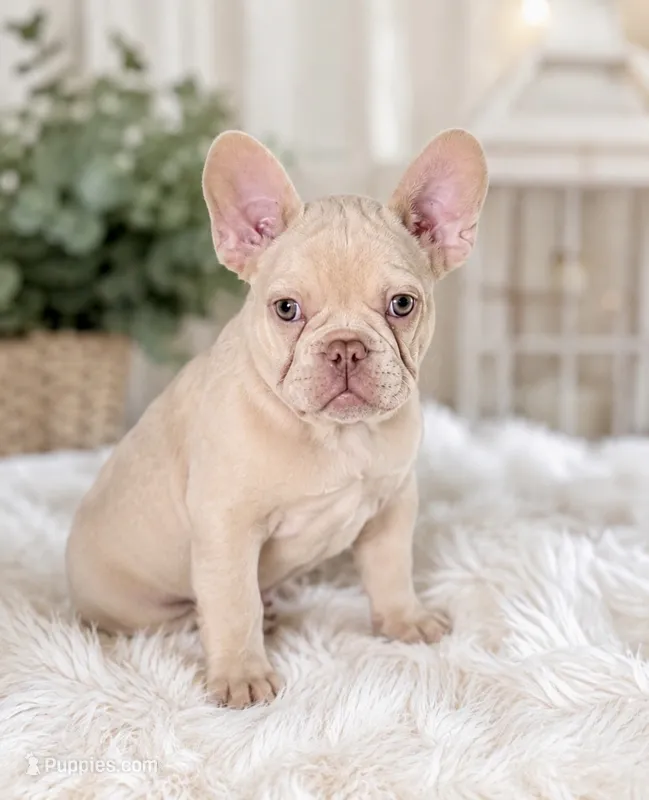 ❤️Casper❤️ – French Bulldog puppy for sale in Summerville, SC