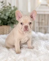 ❤️Casper❤️, a male French Bulldog for sale in Summerville, SC – 1 of 1