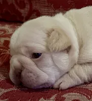 ❤️AKC Remington ❤️ SOLD, a male French Bulldog for sale in Summerville, SC – 5 of 7