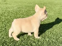 ❤️AKC Remington ❤️ SOLD, a male French Bulldog for sale in Summerville, SC – 3 of 7