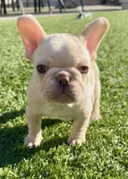 ❤️AKC Remington ❤️ SOLD, a male French Bulldog for sale in Summerville, SC – 1 of 7