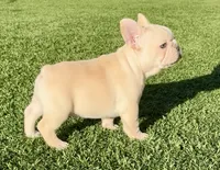 ❤️AKC Remington ❤️ SOLD, a male French Bulldog for sale in Summerville, SC – 4 of 7
