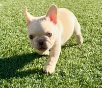 ❤️AKC Remington ❤️ SOLD, a male French Bulldog for sale in Summerville, SC – 2 of 7