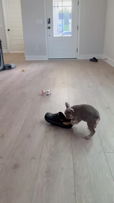 ❤️ Lilo ❤️-SOLD, a female French Bulldog for sale in Summerville, SC – 2 of 2